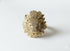 SPARKLING LION RING